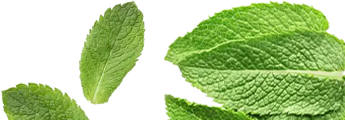 International Sustainability Impact Report 2025